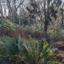 Invasive Removal - Garden City Park, Richmond photo