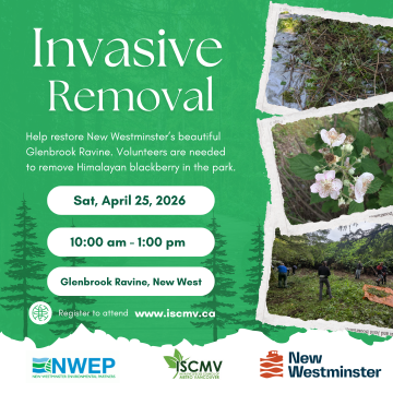 Glenbrook Ravine Invasive Removal - April photo