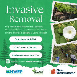 Glenbrook Ravine Invasive Removal - June photo