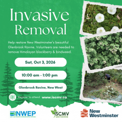 Glenbrook Ravine Invasive Removal - Oct photo