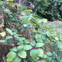 Bad Seed Team - Lafarge Lake, Coquitlam - Oct photo
