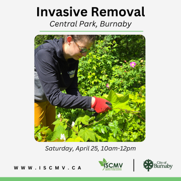 Invasive Removal - Central Park - April 2026 photo