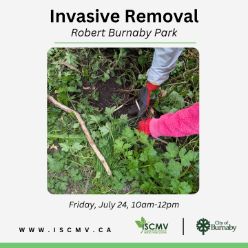 Invasive Removal - Robert Burnaby Park - July 2026 photo
