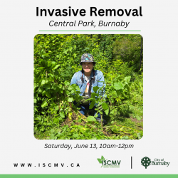 Invasive Removal - Central Park - June 2026 photo