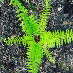 Bad Seed Planting Event - West Smiling Creek photo